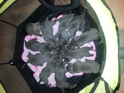 BlueMajicKennel's profile picture. 