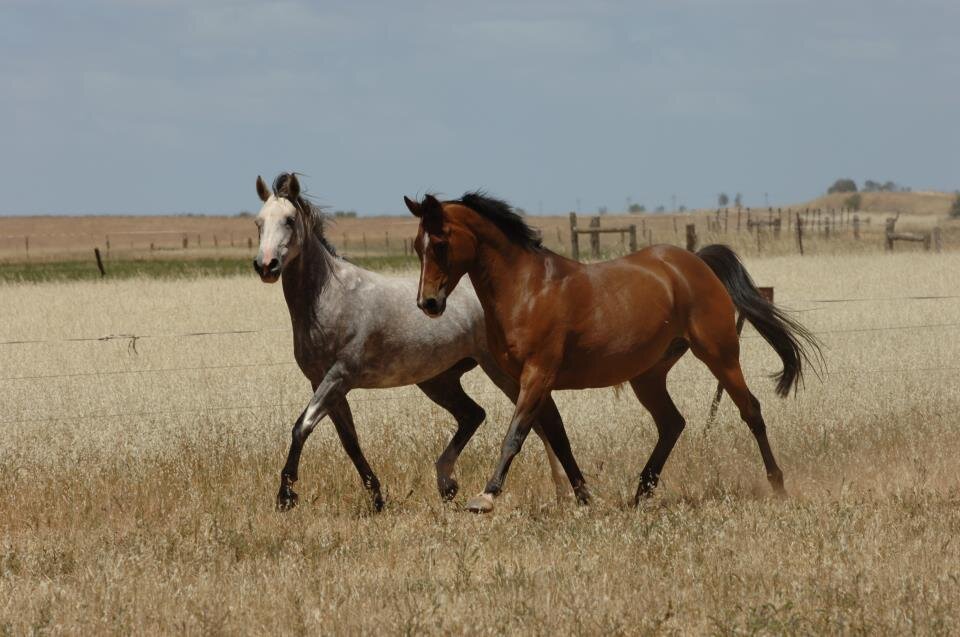 We provide support and advice to other mums and dads out there who balancing parenting with their love of horses.