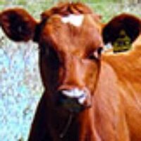 Red Cow Dairies (@redcownow) 's Twitter Profile Photo Red Cow Dairies (@redcownow) 's Twitter Profile Photo