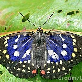 Sasak1a's profile picture. ain't love love.