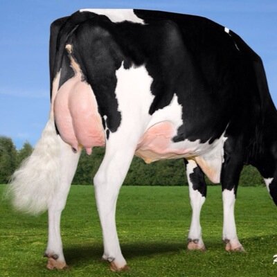 Breeding long lasting, high type, high production cows for all markets.