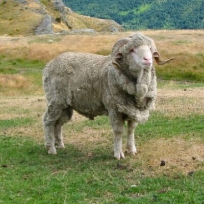 mut_ram's profile picture. 