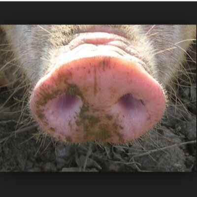 Un Nez De Cochon Cochonu Twitter Un Nez De Cochon Cochonu Twitter