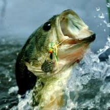 NC_BassFisher's profile picture. NC Bass Fisherman/ FOLLOW ME 4 Follow Back/