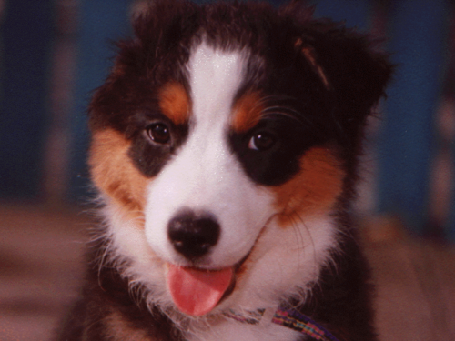 tradinglogic's profile picture. visit my site for information about me