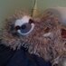 Tiffany The Sloth (@tiffanythesloth) Twitter profile photo Tiffany The Sloth (@tiffanythesloth) Twitter profile photo