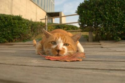 猫LOVEなんです。
カメラはシグマをこよなく愛する。たまにOLYMPUSのE-1使い。
勢いでソニーのα7を買ってしまった。電池の消耗に泣く。
フォロー等はご自由にお願い致します。