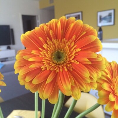 raffipapi's profile picture. 