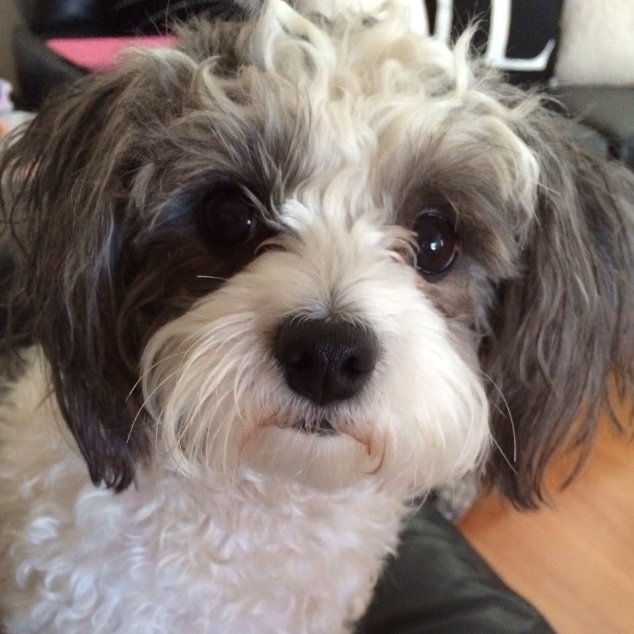 lindach1106's profile picture. Kindergarten Teacher