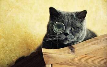 adamova00003's profile picture. Люблю котиков