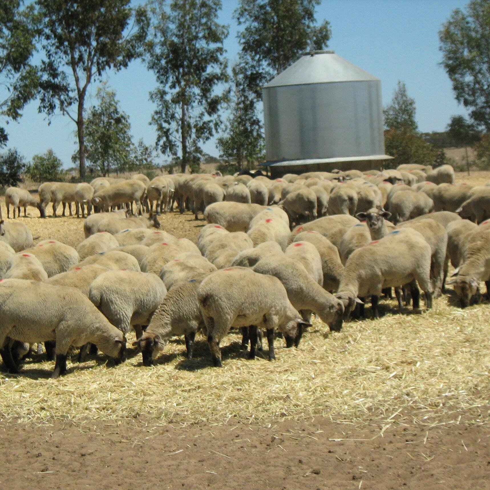Completing 50th year of farming in the Mallee. Interested in ag and political policy. Former chair of Ausbulk Ltd and experienced company director.