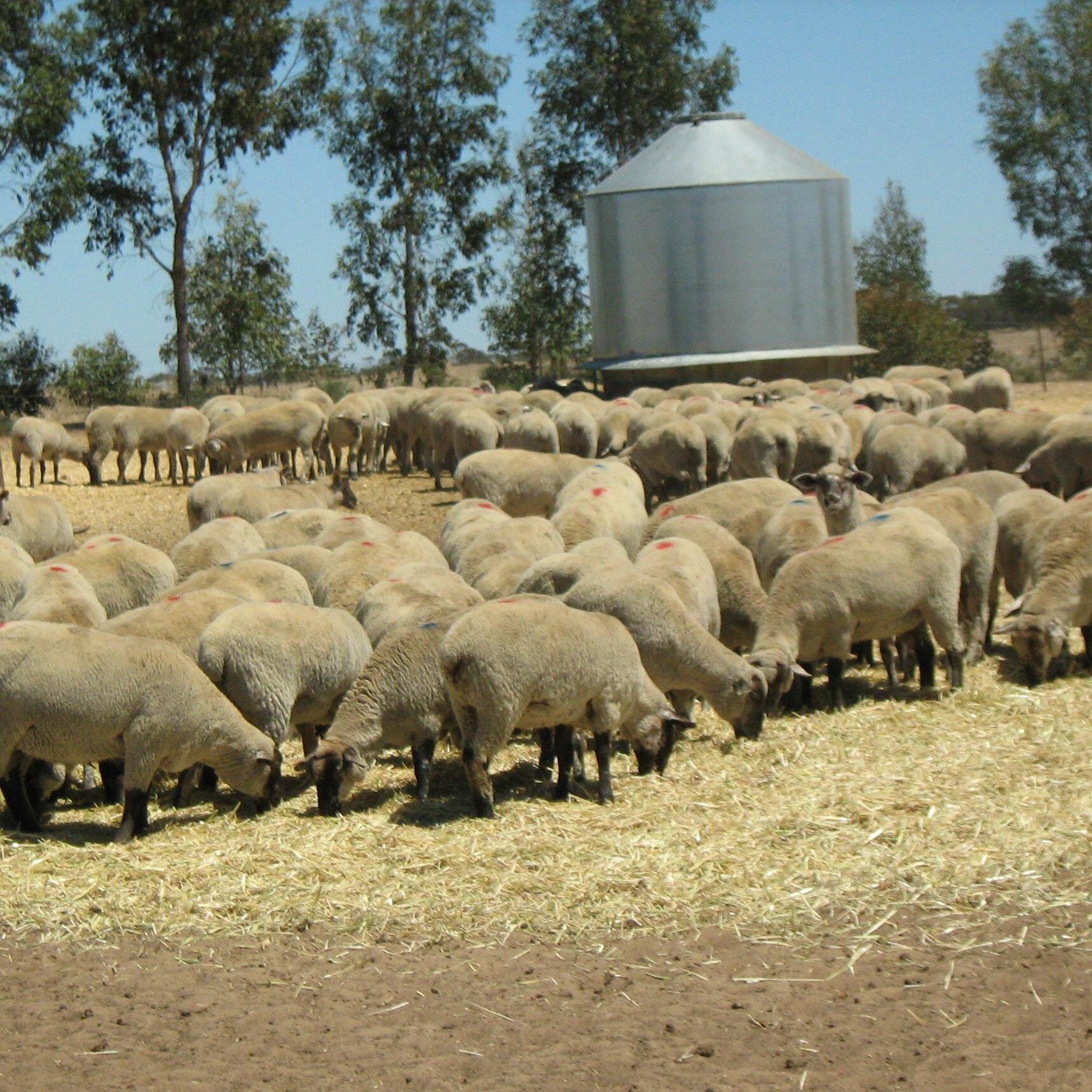 Completing 50th year of farming in the Mallee.  Interested in ag and political policy. Former chair of Ausbulk Ltd and experienced company director.