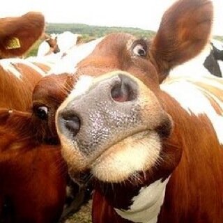 I love cows