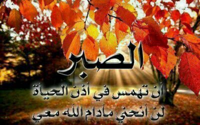 moheamd61's profile picture. 