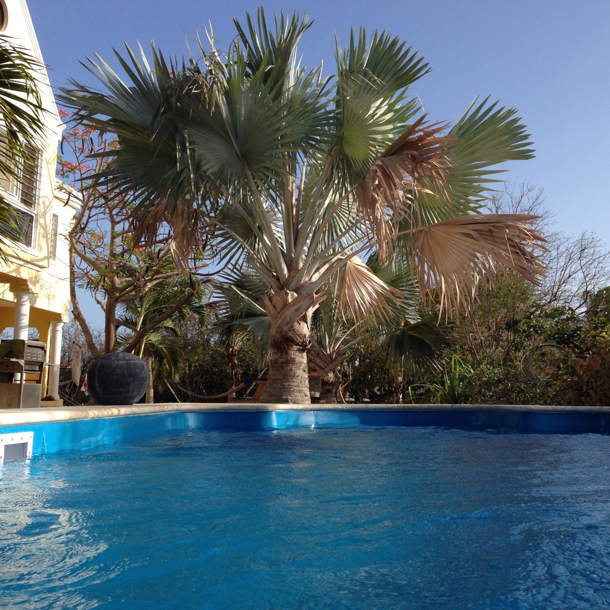 jackpolanen's profile picture. Diver, underwater videographer. https://t.co/llllANNM5R Owner of short term apartments complex Villa Alcyone