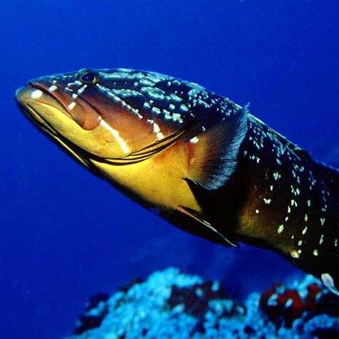 Senior Sales & Business Development Executive at ICT. Doing  #spearfishing every weekend...Sea is my mother.