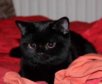 adamova00025's profile picture. Люблю мисткику