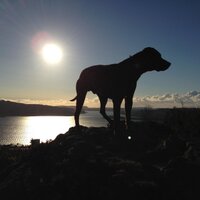 Jacobo 🦨 (@jacobotoll) 's Twitter Profile