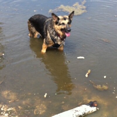 PrincesMum's profile picture. retired Nurse Manager. Dog lover