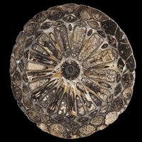 NHMPalaeobotany (@nhmpalaeobotany) 's Twitter Profile