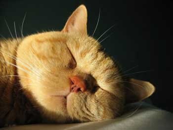 adamova00030's profile picture. Люблю готовить