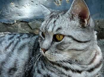 adamova00043's profile picture. люблю зимние виды спорта