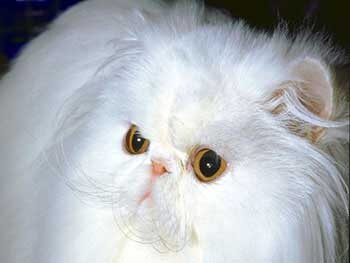 adamova00044's profile picture. Люблю Пушистика