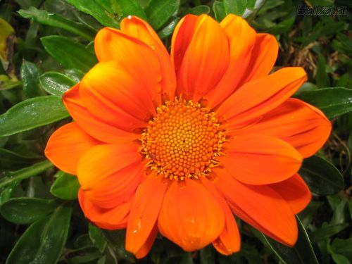 alexandra_sonia's profile picture. 