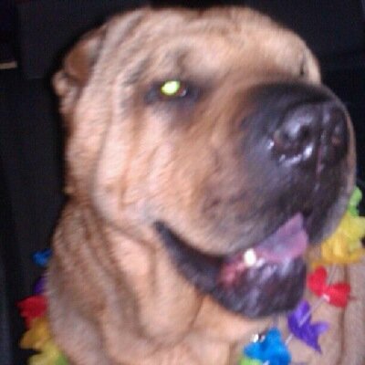 Owner of @btcostello05