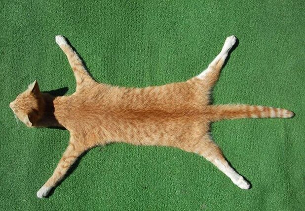 GATOMUERTO4's profile picture. ...SOY UN GATO QUE HA MUERTO POR EXCESO DE SUAJ...