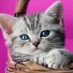 adamova00057's profile picture. Люблю жизнь