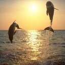 rosa maria guzzo - @53rosysiciliana - Twitter