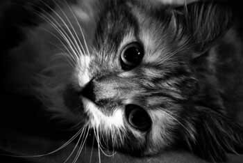 adamova00059's profile picture. Люблю качаться на качелях