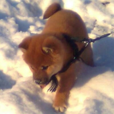 ttianagzdova's profile picture. 