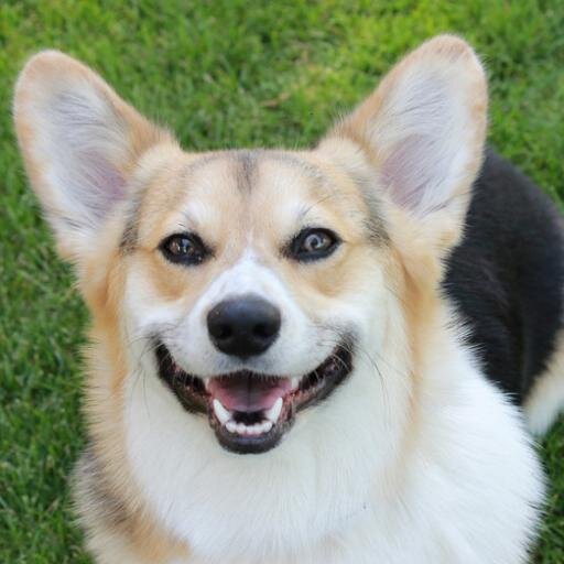 happy_pictures's profile picture. Happy Pictures~ Make you happy!