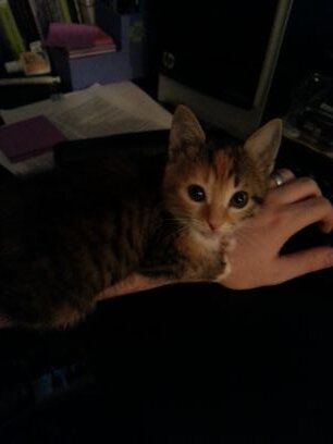 Historian, reader, writer, professional nerd, eternal student, and chronic cat lover