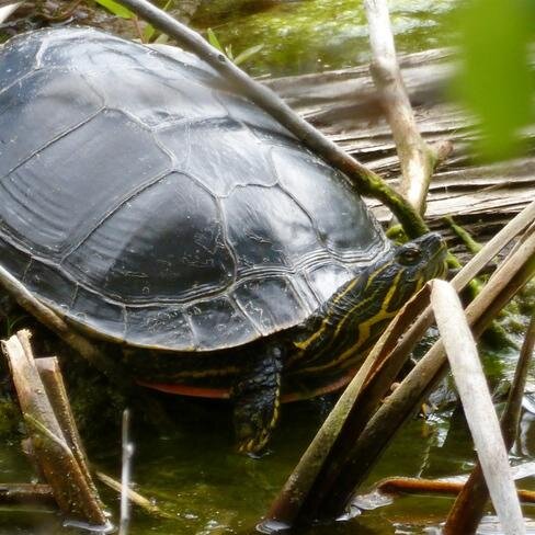 O_Gwa_deni_deo's profile picture. SIX NATIONS CHILD WELFARE