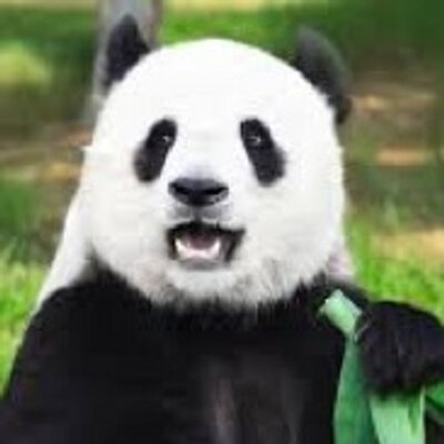 パンダ画像bot Pandapicbot Twitter パンダ画像bot Pandapicbot Twitter