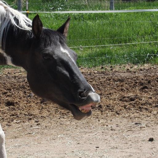 Just a good ol cowgirl that loves to rope and be on the rodeo rode