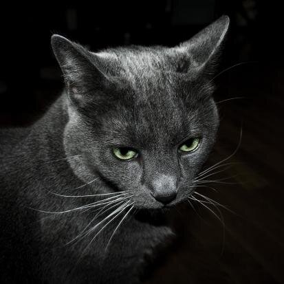 UlliJunior Profile Picture