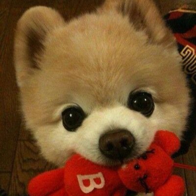 思わずきゅん 激かわ動物 おばあちゃん家に犬連れてきたのはいいけど どっからかおばあちゃんの入れ歯持ってきた Http T Co Uqguf1ezrh