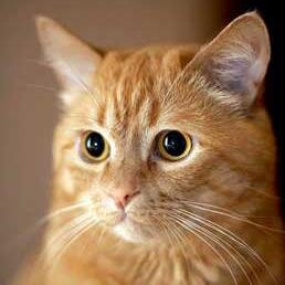 adamova00050's profile picture. Люблю рыжего