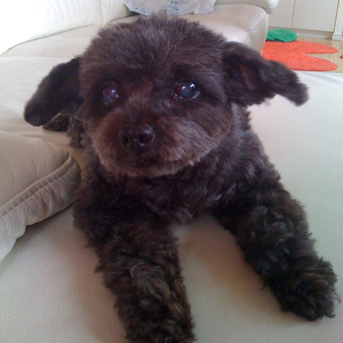 massaoya's profile picture. 日本保守党党員