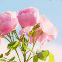 أحلام فهد 💎 (@hloom1415) 's Twitter Profile