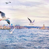 Meliha Bilhan Ecevit (@melihabilhan) 's Twitter Profile