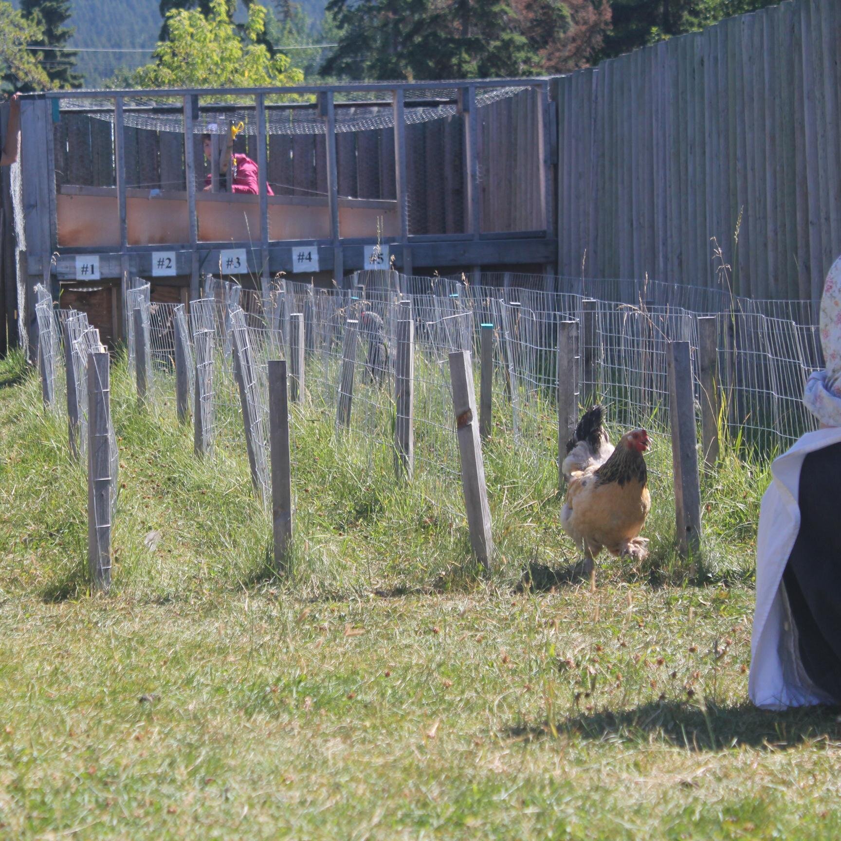 Open daily: June-September 9:00am-5:00pm 
Check us out on facebook!!
Dont miss our World Class Chicken Races held daily at 11:30 am!