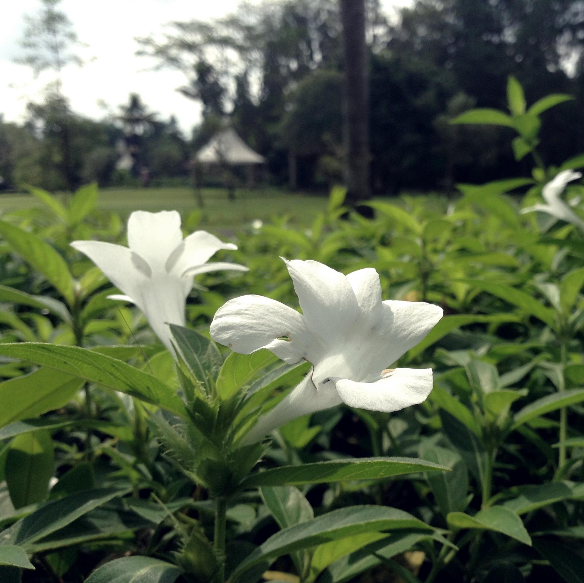 GunzCahya's profile picture. Hei, follow me. Follback? Just mention.