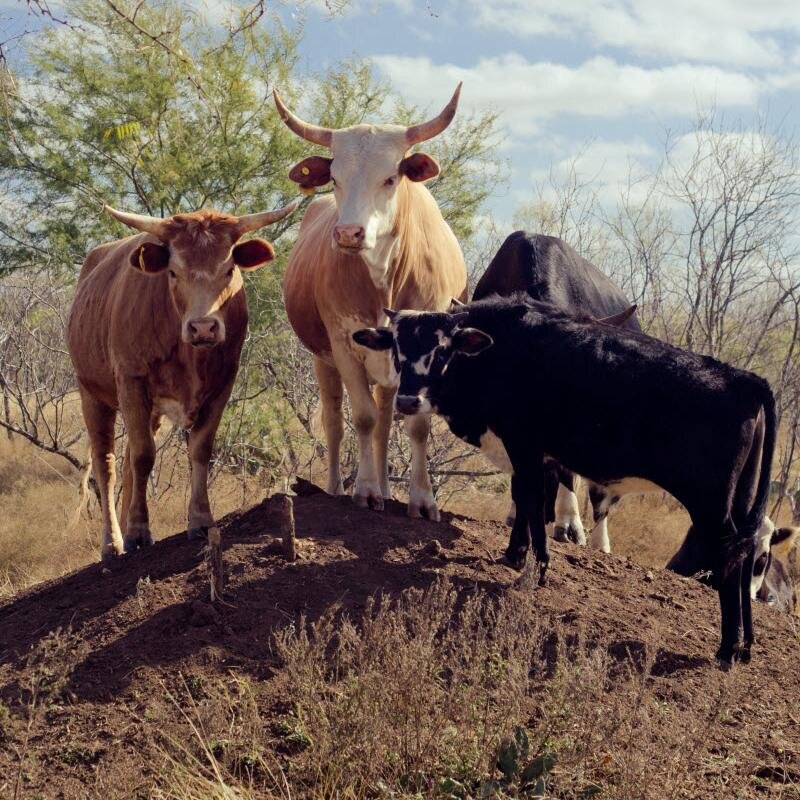 Chefs, Sommeliers, and Mixologists in & around San Antonio are giving back to local farms and vineyards that make Farm to Table possible.