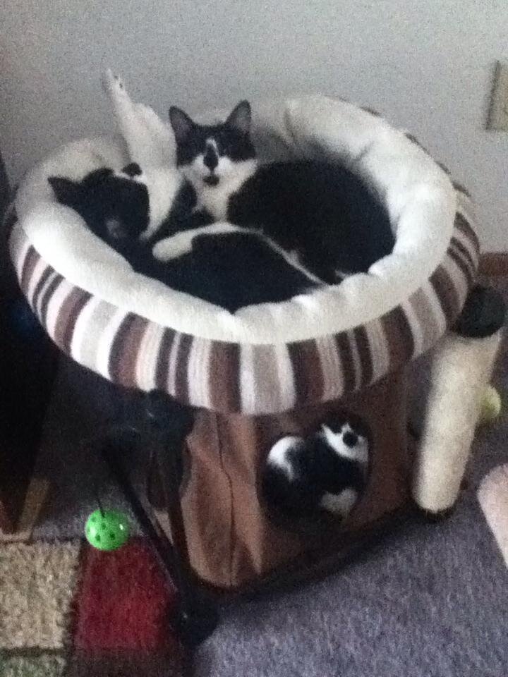 We are 3 little Cats; Diva Bell (oldest female), Schmiegal Si (twin boy), and Johnathon Riley (Schmiegal's  twin brother)  We are black and white. Follow us.