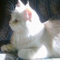 رمنسي الدمام  (@zkraalz48088748) 's Twitter Profile